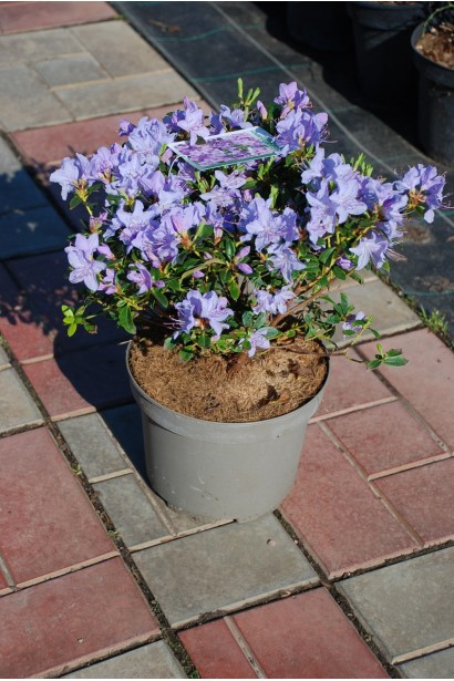 Рододендрон Блю Тіт Мажор - 3-5л/вис.25-30см/Ø15-20см